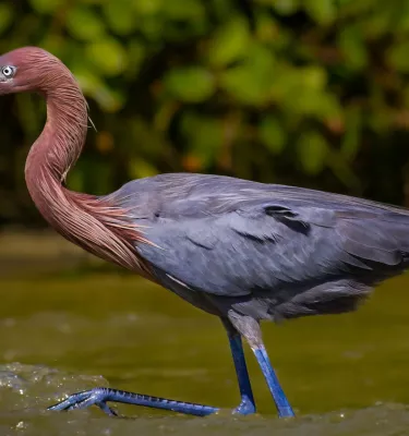 Reddish Egret