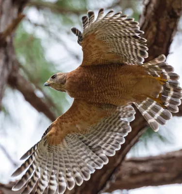 Red-Shouldered Hawk