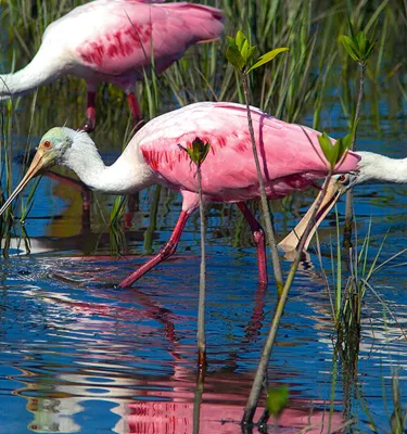 Roseate Spoonbill