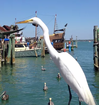 Snowy Egret