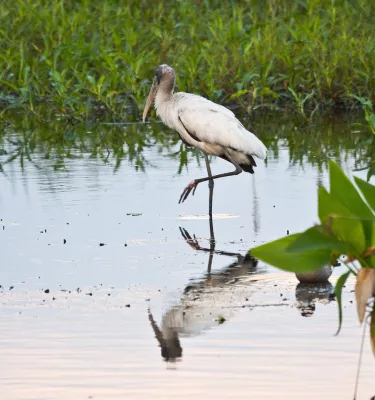 Wood Stork