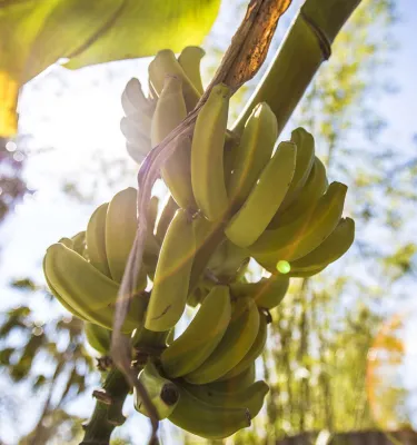 Banana tree with yellow bananas.