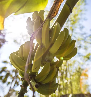 Banana tree with yellow bananas.