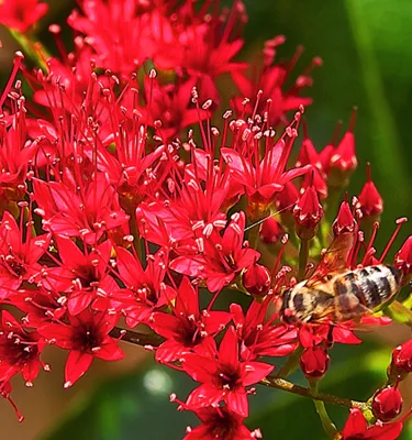 A close up of a bee flying over red flowers