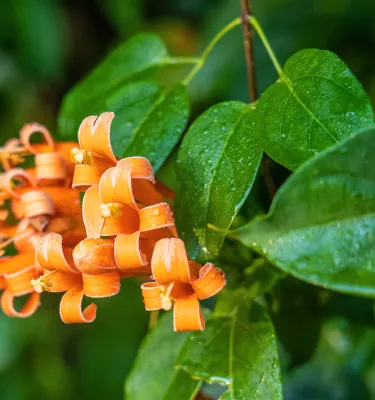 A close up of an orange flower