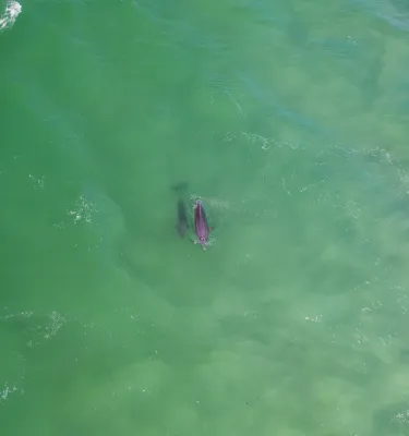 An aerial view of a mother and baby dolphin in clear, emerald green waters