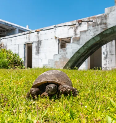 A gopher tortoise walking on the grass on Egmont Key. Ruins of Fort Dade can be seen in the background.