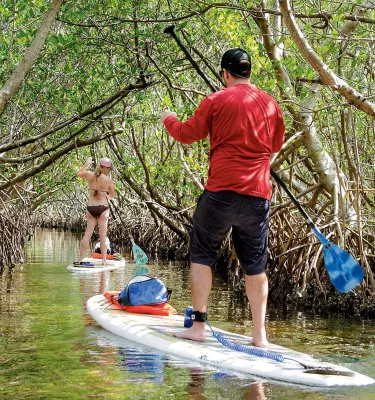 A couple paddleboards through the mangroves at Weedon Island