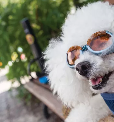 A white curly dog wear sunglasses in Dunedin