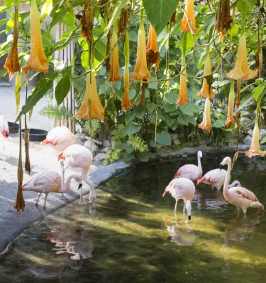 A group of flamingos refreshing at a small pond under a flowery tree.