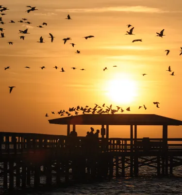 A flock of birds flying over the Safety Harbor pier during sunset