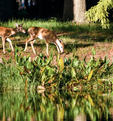 A couple deer graze on grass nearby a pond at Brooker Creek