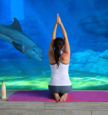 Yoga in front of Dolphins