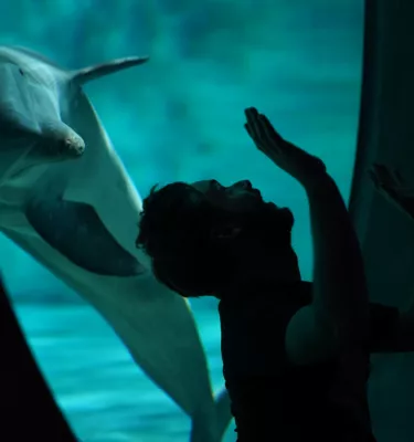 A dolphin and a friendly man becoming friends at Clearwater Marine Aquarium.