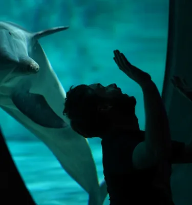 A dolphin and a friendly man becoming friends at Clearwater Marine Aquarium.