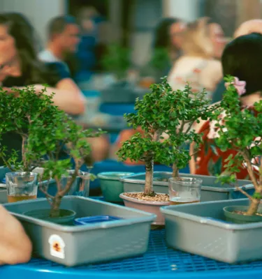 Bonsai Event Cover Image