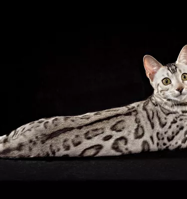 A cat