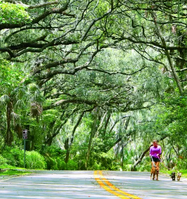 A woman walks three dogs along a Philippe Park road shaded by huge trees.