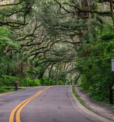 A woman walks along a road in Philippe Park under a canopy of huge trees.