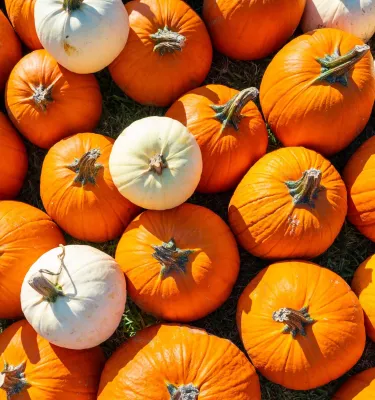 A big bunch of orange and white pumpkins