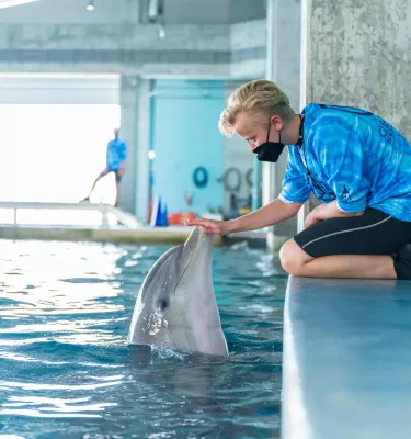 A young trainer wearing a mask interacts with a dolphin in a pool at Clearwater Marine Aquarium