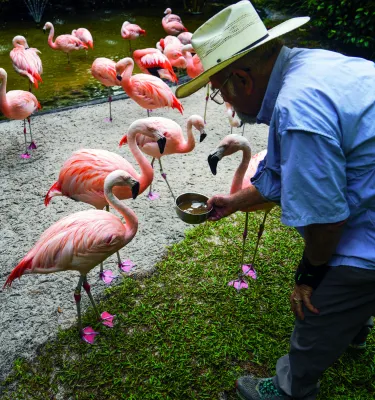 a team member in a beige hat and blue short sleeved shirt feeds the flamingo flock at Sunken Gardens
