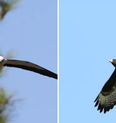 Two hawk birds flying in the air during the day.