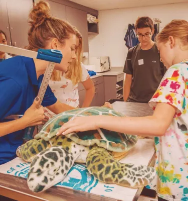 A woman and two kids observing a sea turtle inside a lab at Clearwater Marine Aquarium.