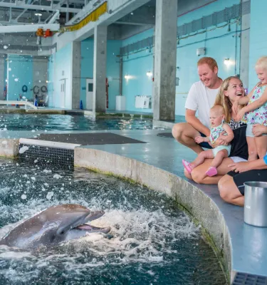 Family watches a dolphin show