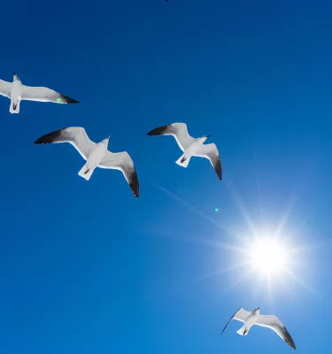 Vier Möwen fliegen hoch in einem blauen Himmel mit einem Blitz aus Sonnenlicht