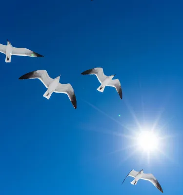 quatro gaivotas voam alto em um céu azul com um flash de luz solar