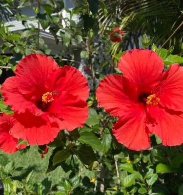 Photo of two red hibiscus flowers in a bed of green plants.