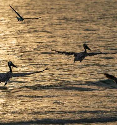 Pelicans fly over the Gulf at sunset