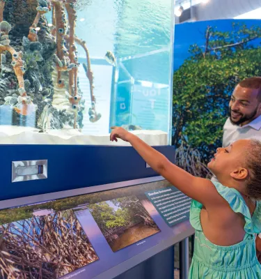 A girl and her dad look at an estuary exhibit.