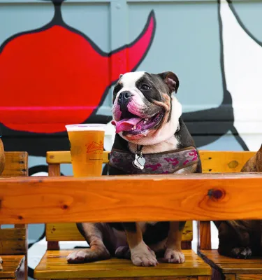 Three dogs sit at a bar with beer in front of them