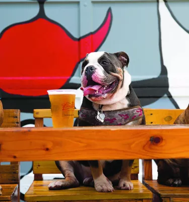 Three dogs sit at a bar with beer in front of them