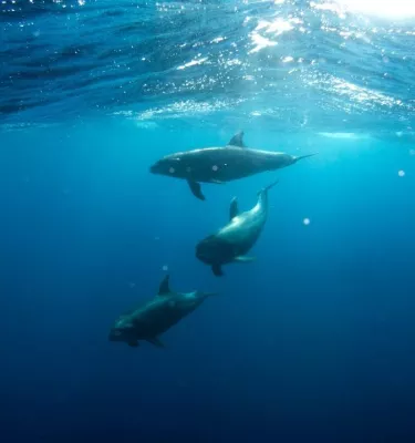 Three dolphins swimming under water in the ocean with the sunlight shining into the water.