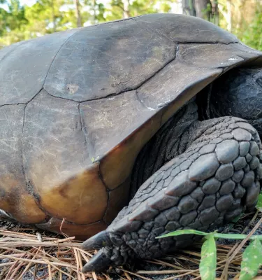 Photo of a gopher tortoise in the wild during the day.