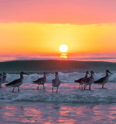 Seabirds line the beach at sunset