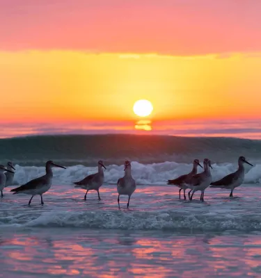 Seabirds line the beach at sunset