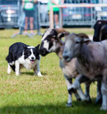 Dog hearding sheep at the Dunedin Highland Games & Festival