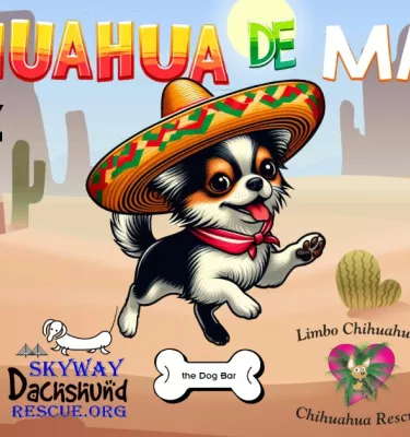 Chihuahua de Mayo event featuring a cartoon dog in a large hat.
