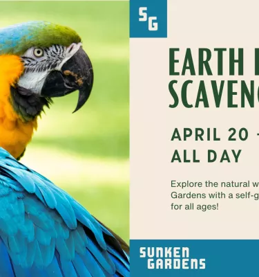 Earth Day Scavenger Hunt event flyer poster featuring two parrot birds.