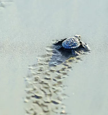 a tiny loggerhead sea turtle crawls toward the water, leaving tiny tracks behind it