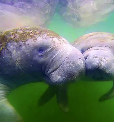 two manatees underwater touching snouts