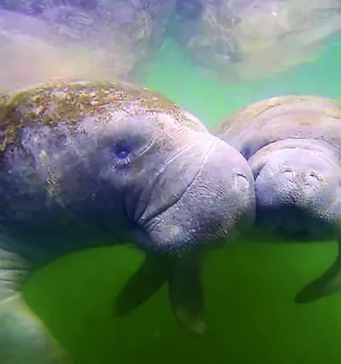 two manatees underwater touching snouts