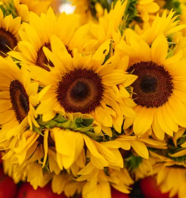 Saturday morning market sunflowers