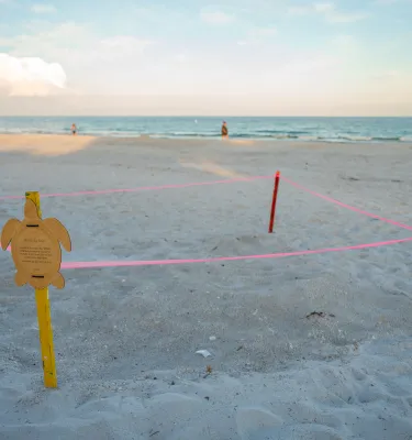 sea turtle nest 