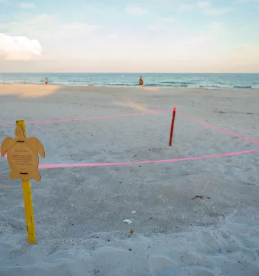 sea turtle nest