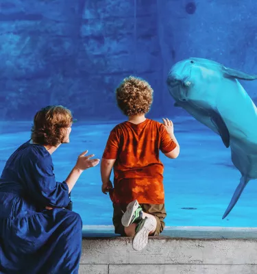 A child at Clearwater Marine Aquarium points at a dolphin